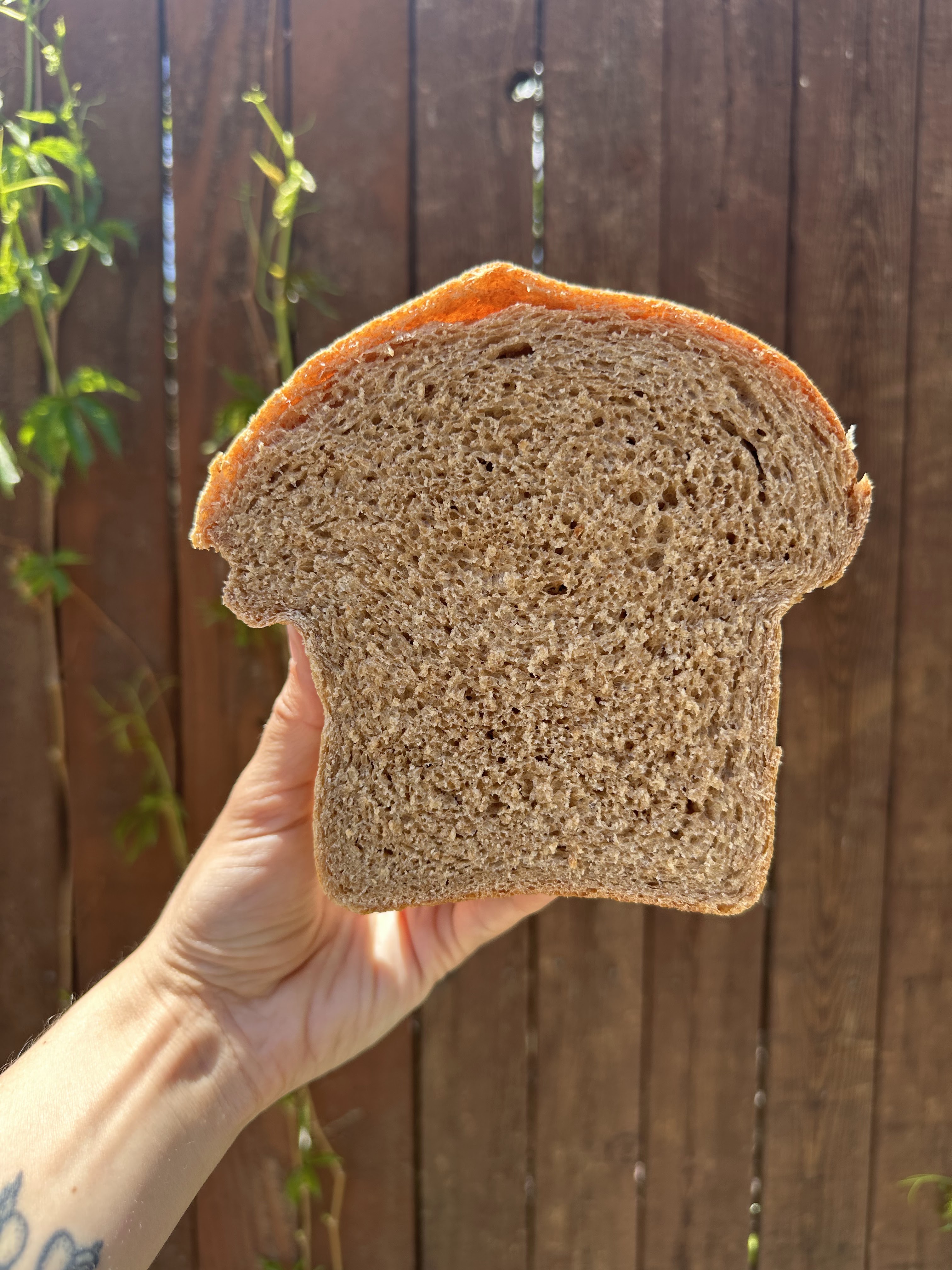 Maple Whole Wheat