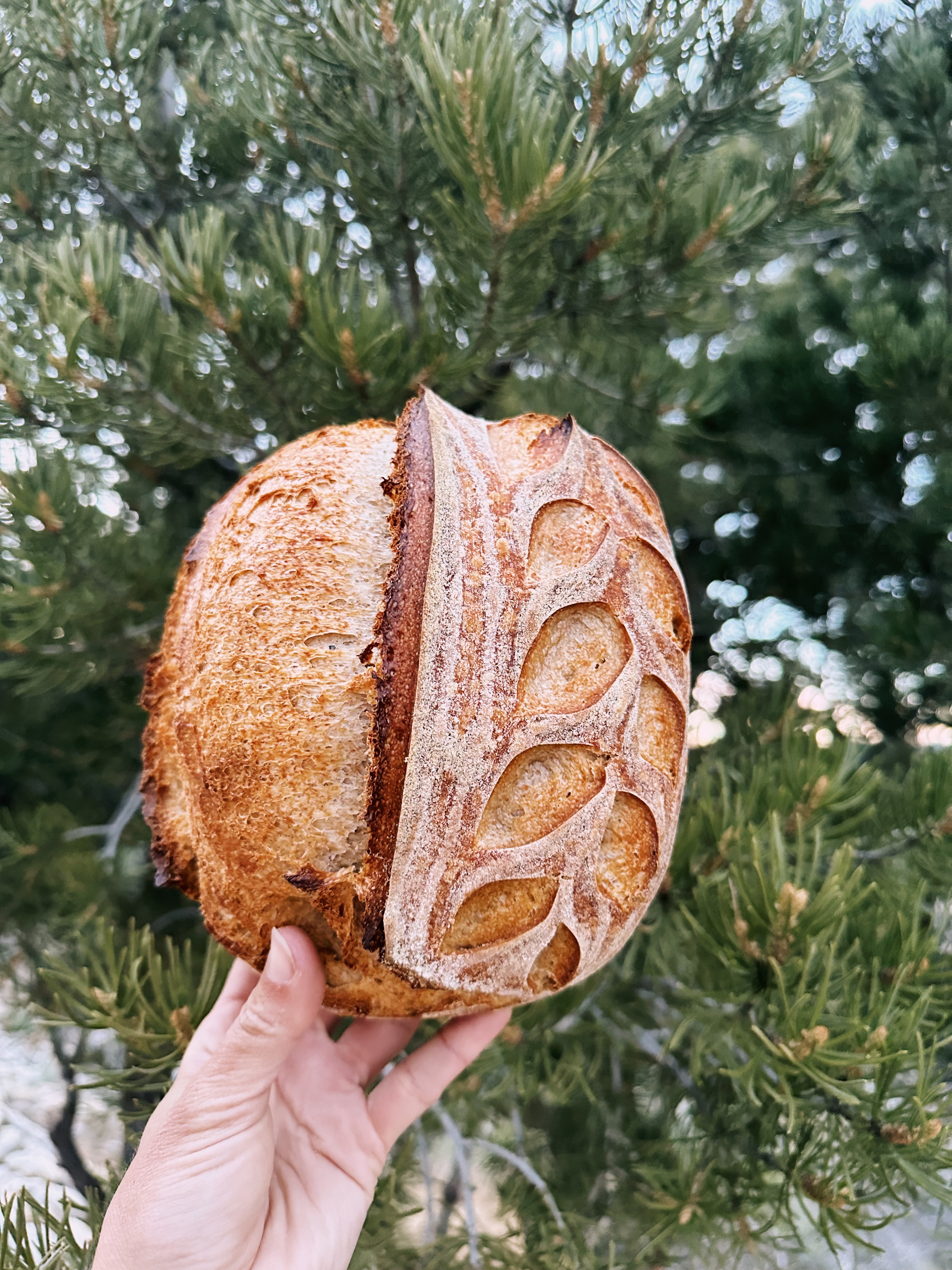 Country Sourdough